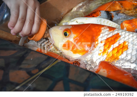 feed Koi carp 24919392