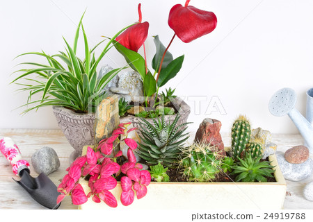 room flowers in a pot room flowers in a pot 24919788