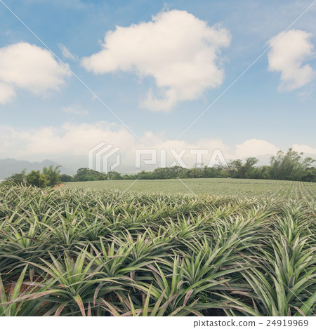 Pineapple farm 24919969