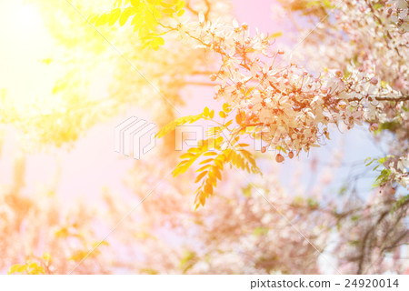 Cassia bakeriana tree 24920014