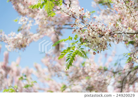 Cassia bakeriana tree 24920029