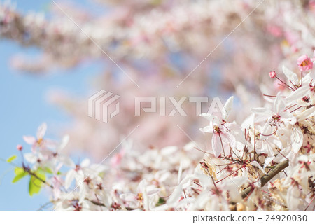 Cassia bakeriana tree 24920030