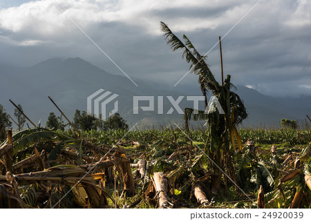 Banana tree destroyed 24920039