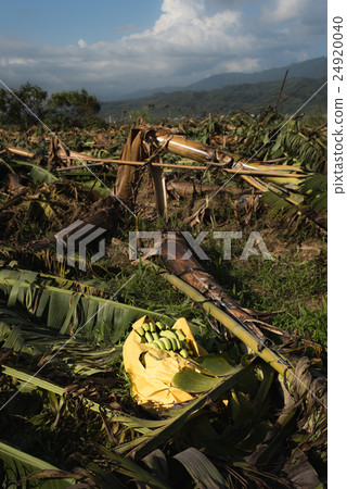 Banana tree destroyed 24920040