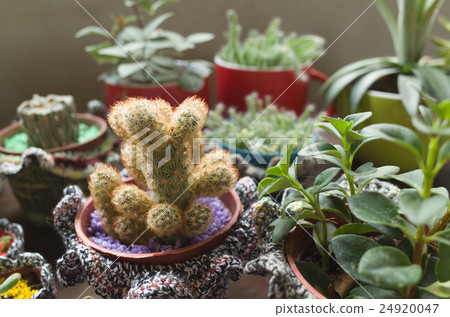 succulent plant pot 24920047