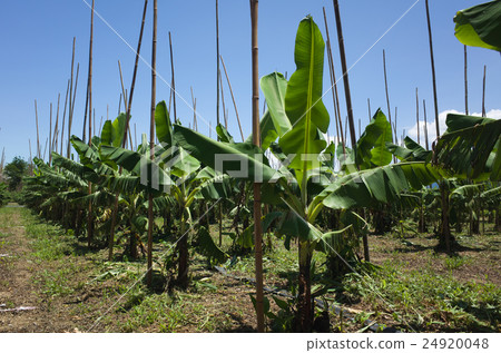 banana tree in the farm banana tree in the farm 24920048