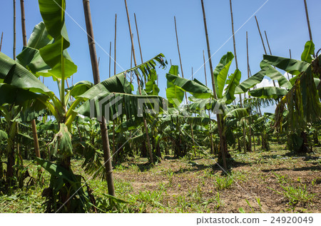 banana tree in the farm 24920049