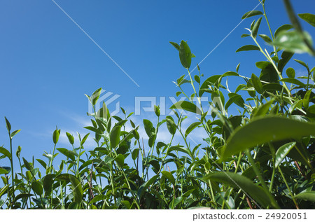 tea farm with green leaf 24920051