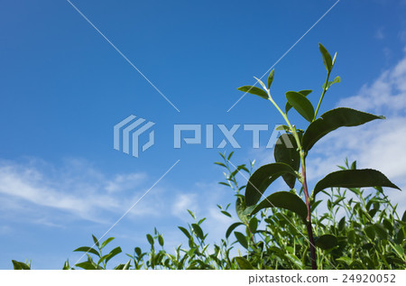 tea farm with green leaf 24920052