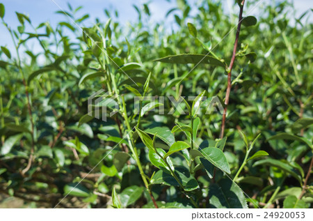 tea farm with green leaf tea farm with green leaf 24920053