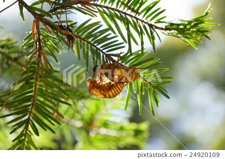 Cicadian shell 24920109
