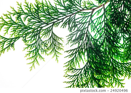 cypress on white background.. 24920496