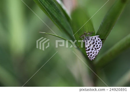 Goose Shimizu 24920891