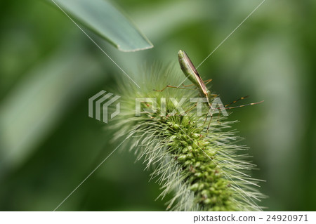 蜘蛛頭盔的bug 蜘蛛頭盔的bug 24920971