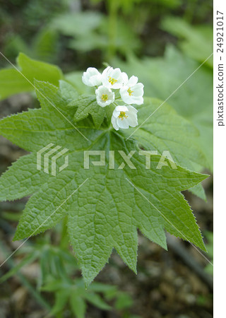 Sankayou Sankayou 24921017