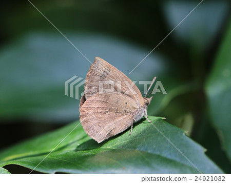 Murashiki Sajimi 24921082