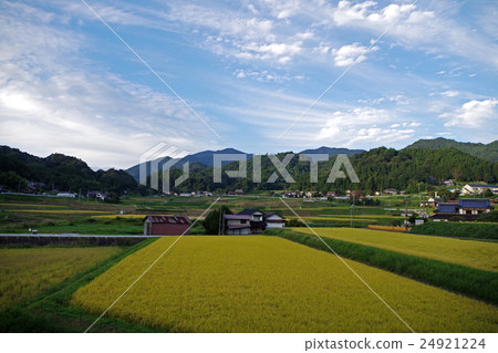 Rural landscape Rice paddy rice white clouds clouds in blue sky Fukuda head Rural landscape Rice paddy rice white clouds clouds in blue sky Fukuda head 24921224