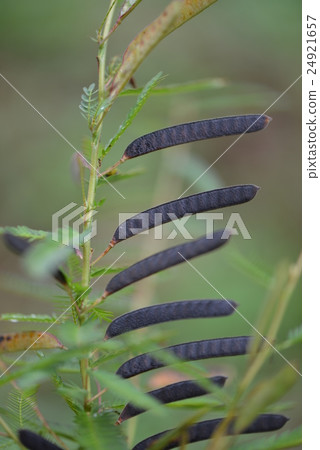 The fruit of Kawaratetsu Mei 24921657