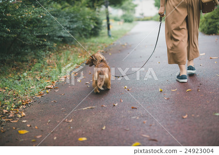 dog, dogs, miniature dachshund 24923004