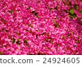 Azalea 24924605