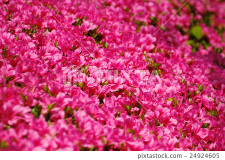 Azalea 24924605