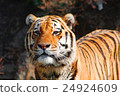 Dora   24924609
