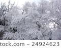 A tree 24924623
