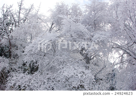 A tree 24924623