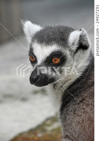 Close up portrait of ring-tailed lemur catta Close up portrait of ring-tailed lemur catta 24927291