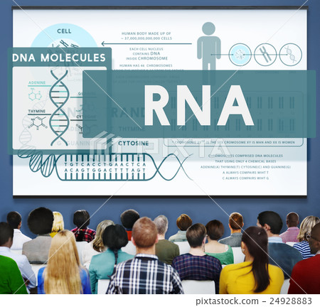 RNA Ribonucleic Physical Molecule Evolution Concept RNA Ribonucleic Physical Molecule Evolution Concept 24928883