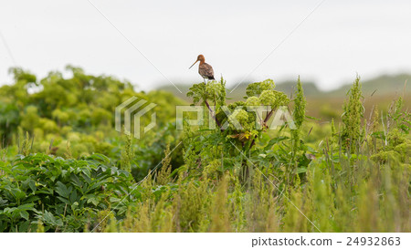 Black tailed godwit 24932863