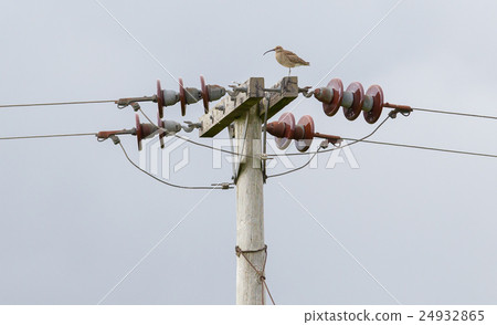 Whimbrel - Iceland 24932865