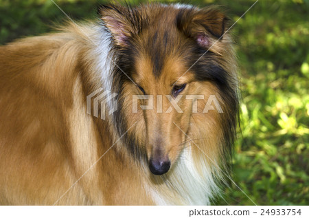 Gorgeous scotish shepherd in the backyard 24933754