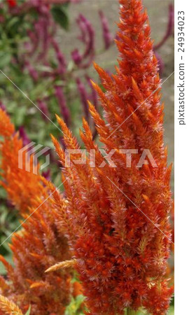 Catechu orange color 24934023