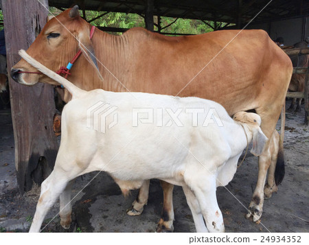 cow in livestock market at subburb in Thailand. 24934352