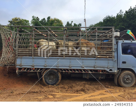 cow in livestock market at subburb in Thailand. 24934353