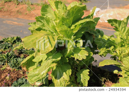 雜齋 雜齋 24934394