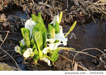 水芭蕉 水芭蕉 24934436