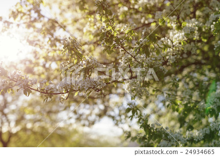 apple tree blossom flowers in sunny day apple tree blossom flowers in sunny day 24934665