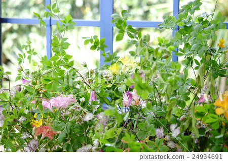 Window flowers 24934691