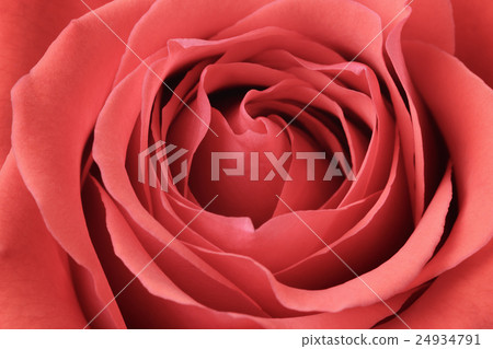 beautiful macro photo of rose rose 24934791