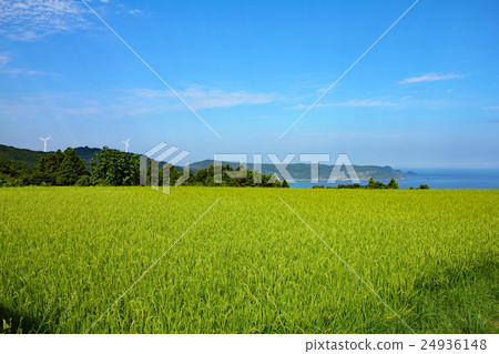 Tohoda field Rice terrace 24936148