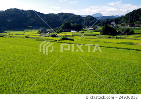 Rural landscape early fall rice paddy rice terrace 24936818