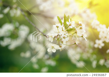 white cherry flowers blossom in sunset 24936867
