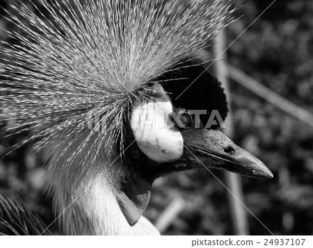 Peacock, 2003 24937107