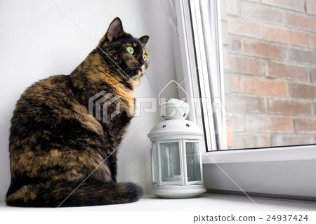 Cat of a tortoise color sits on a window sill Cat of a tortoise color sits on a window sill 24937424