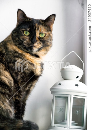 Cat of a tortoise color sits on a window sill Cat of a tortoise color sits on a window sill 24937430