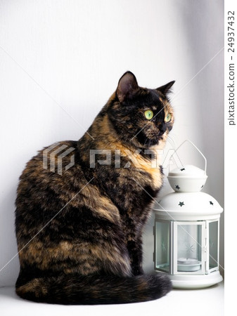 Cat of a tortoise color sits on a window sill Cat of a tortoise color sits on a window sill 24937432