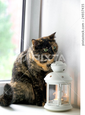 Cat of a tortoise color sits on a window sill Cat of a tortoise color sits on a window sill 24937435