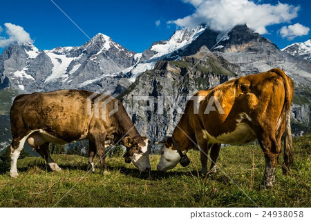 two cows 24938058